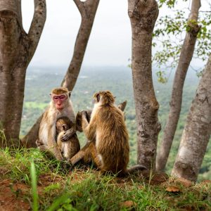 Sri Lanka Vacation 14 Nights 15 Days